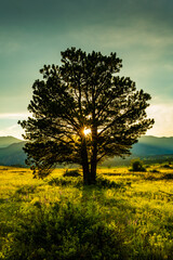 Fototapeta na wymiar Sun Burst Through Lone Tree In Moraine Park