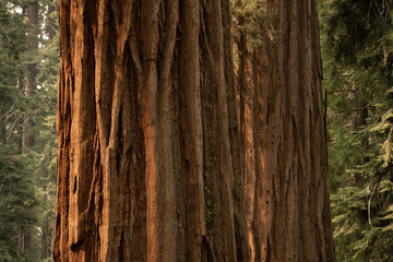 Sunlight Shows The Deep Texture of Two Sequoia Trees