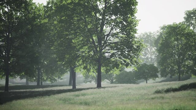 Big mapple tree with green leaves in a summer day
