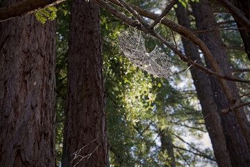 spider web in trees, horizontal 