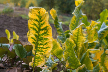 Picturesque leaf of horseradish on a garden bed in the autumn forest. Close-up.