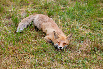 fox smiles in the grass