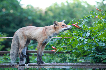 a red fox sniffing a red flower
