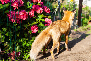 fox in hydrangeas 