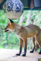 red fox vulpes