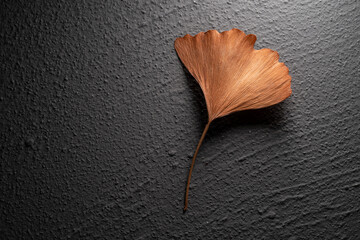 Dry ginkgo leaf close up with isolated concrete background