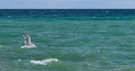Fototapeta premium Big white seagull flies over sea water on a daytime