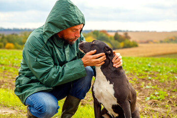 A man walks his dog in a field after a thunderstorm. Guy with staffordshire terrier in nature on a...