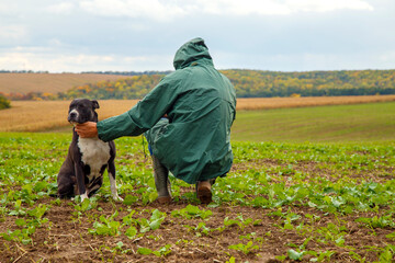 A man walks his dog in a field after a thunderstorm. Guy with staffordshire terrier in nature on a...