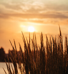 sunset in the grass beautiful New York sun 