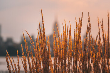 reeds in the morning sunrise sunset yellow New York  