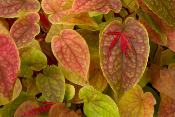 Closeup of beautiful patterns and vibrant colors of epimedium (also known as barrenwort, bishop's...
