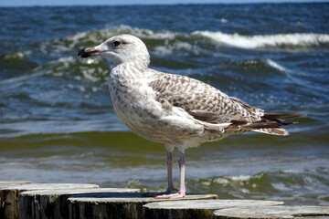 seagull bird