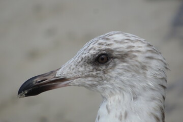 seagull bird