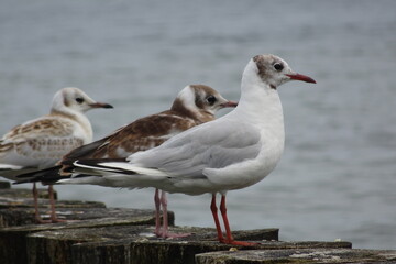 seagull bird
