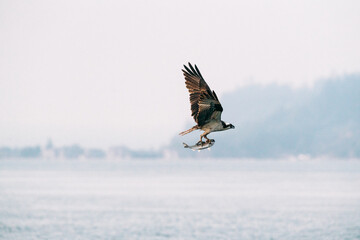 Side view of an osprey carrying a salmon over Puget Sound