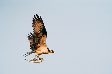 View from the side of an osprey carrying a salmon
