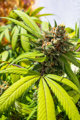Premium Indoor Cannabis Bud grown under a LED Grow-light