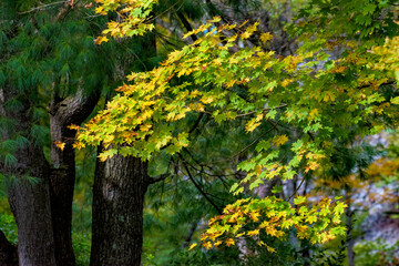The look of Autumn abounds in Windsor in Broome County in Upstate NY.  Leaves are changing into their fall palette this Fall.  Yellows are the first to show through the green of summer foliage. 