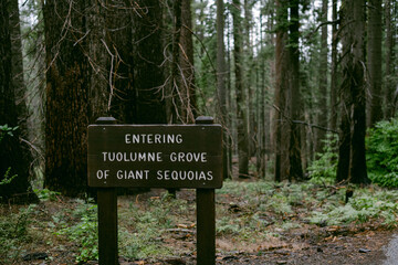 Tuolumne grove sign in Yosemite California