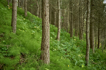 Trees growing in green forest