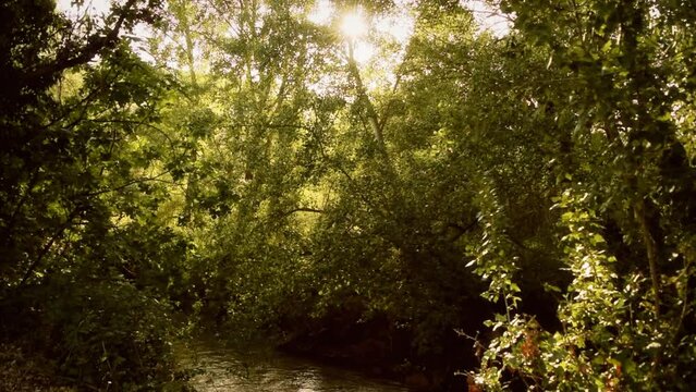 In the middle of a leafy forest illuminated by sunlight, the camera descends until it sees a river passing through the area