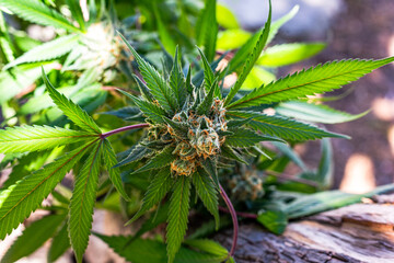 Premium indoor Cannabis bud being grown under LED lights