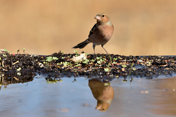 pinzón vulgar (Fringilla coelebs) en el estqanque bebiendo y reflejado en el agua