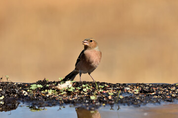 pinzón vulgar (Fringilla coelebs) en el estqanque bebiendo y reflejado en el agua