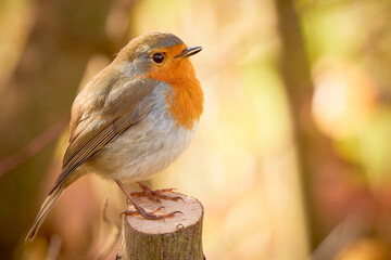European Robin bird sitting on a branch (Erithacus Rubecula)