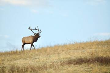 Bull Elk walking on a ridge top with blue sky background - room for copy / text / insets