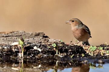 pinzón vulgar (Fringilla coelebs) en el estqanque bebiendo y reflejado en el agua