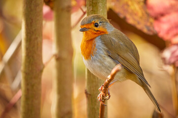 European Robin bird sitting on a branch (Erithacus Rubecula)