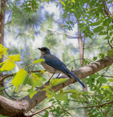 Pájaro en el bosque