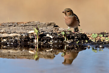 pinzón vulgar (Fringilla coelebs) en el estqanque bebiendo y reflejado en el agua