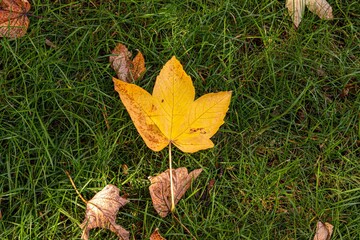 Der Herbst ist da, die ersten Blätter liegen auf der Wiese