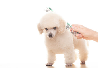image of dog hairbrush hand white background 