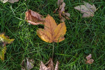Der Herbst ist da, die ersten Blätter liegen auf der Wiese