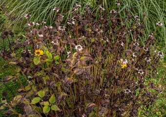 Vertrocknete Blütenstände des Sonnenhutes im Garten	