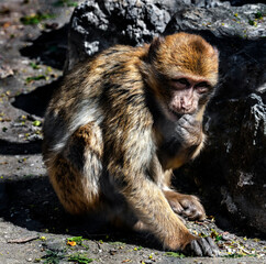 Barbary macaque on the ground. Latin name - Macaca sylvanus	
