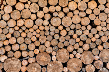 View onto cut surfaces of stacked roundwood