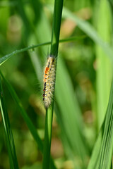 closeup the orange brown caterpillar insect hold and sitting on the paddy plant leaf in the farm soft focus natural green brown background.