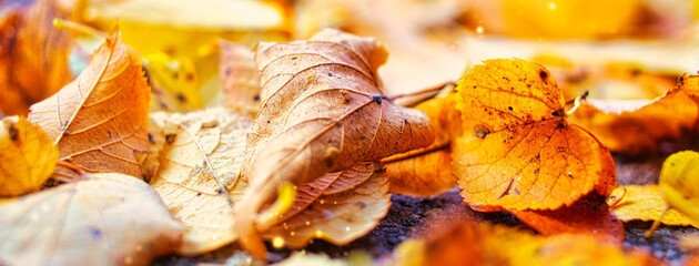 Herbstlaub - Herbst - Bunt - Autumn Natural Background - Orange Fall Leaves - Colorful - Mood -...
