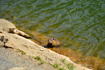 Fototapeta premium A nutria, a semiaquatic herbivore rodent also called coypu, swimming in the waters of the Ljubljanici River in central Ljubliana, Slovenia 