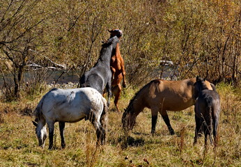 Fototapeta premium Russia. South of Western Siberia, Mountain Altai. Two enraged stallions sort things out on an autumn mountain pasture along the Chui Tract.
