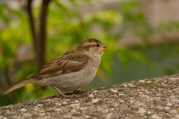 A house sparrow in the historic centre of Ljubljana, Slovenia
