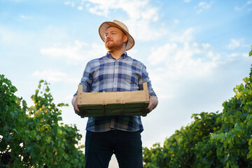 Front view a young farmer winegrower worker man in a hat stands with box full of grapes in his hands. Background large grape plantation in nice clear sunny weather.