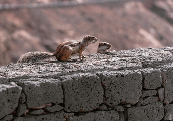 Side View of Two Squirrel on Stone Wall in a Sunny Day.Wild Life Concept.Outdoor Concept