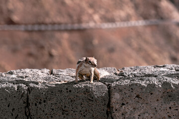 Front View of One Squirrel Sitting on a Stone Wall in Fuerteventura,Canary Island.Wild Life Concept