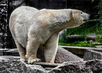 Polar bear on the stone in its enclosure. Latin name - Talarctos maritimus